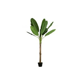 Overview image: Plant bananenboom